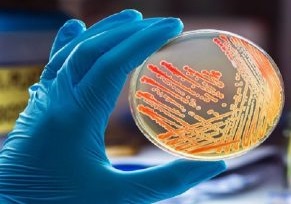 Microbiologia e Parassitologia